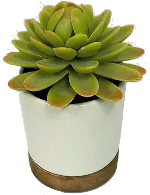 Green Succulentin White Pot.png PNG image