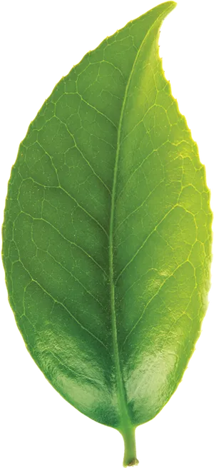 Green Tea Leaf Closeup.png PNG