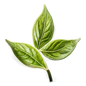 Green Tea Leaf Png Kxh47 PNG image