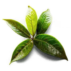 Green Tea Leaves PNG 72