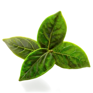 Green Tea Leaves PNG Dfg7