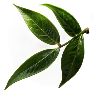 Green Tea Leaves PNG Mid