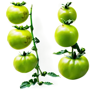 Green Tomato Plant Png 06212024 PNG image