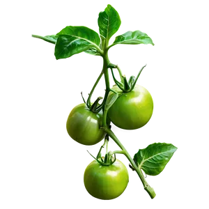 Green Tomato Plant Png 06212024 PNG image