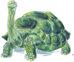 Green Tortoise Illustration PNG image