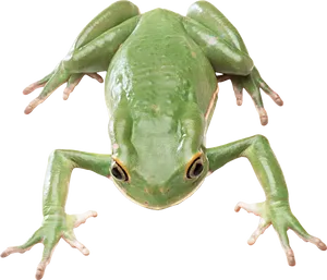 Green Tree Frog Isolatedon Black PNG image