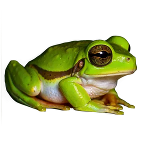 Green Tree Frog Png 06132024 PNG image