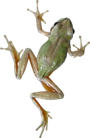 Green Tree Frog Transparent Background PNG image