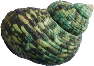 Green Turquoise Seashell PNG image