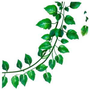 Green Vine Leaves Graphic PNG image