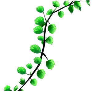 Green Vine Leaves Graphic PNG image