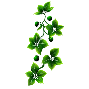 Green Vine Leavesand Berries PNG image