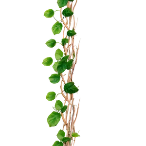 Green Vine Twisting Upwards PNG image