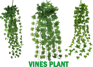 Green Vine Varieties PNG image