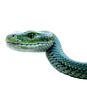 Green Viper Snake Png 96 PNG image