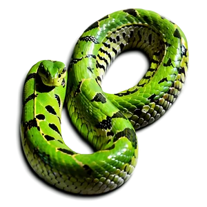 Green Viper Snake Png Jww1 PNG image