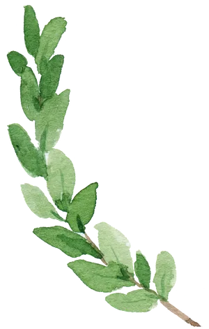 Green Watercolor Branch Illustration PNG image