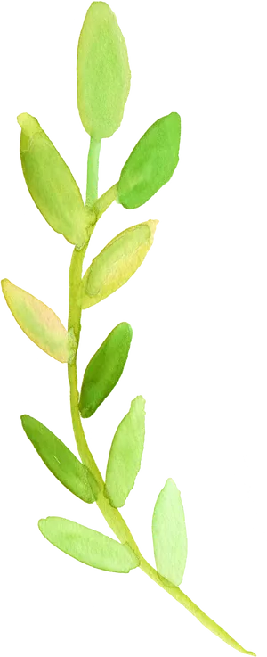 Green Watercolor Plant Illustration PNG image