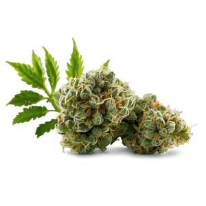 Green Weed Strain Png 11 PNG image