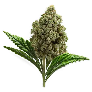 Green Weed Strain Png Jif31 PNG image