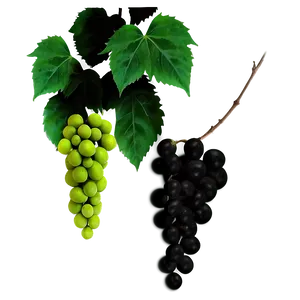 Greenand Black Grapeswith Leaves PNG image