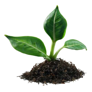 Greenery Sprout Png Pkr48 PNG image