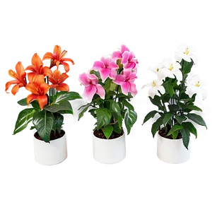 "greenhouse Flower Arrangements PNG" Ffe21 PNG