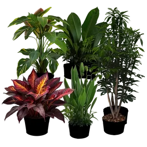Greenhouse Plants PNG Wut41