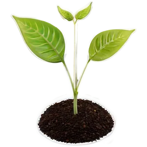 "greenhouse Seed Propagation PNG" 67