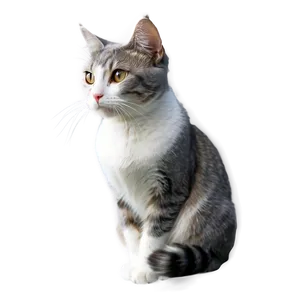 Grey And White Cat PNG Pfn15 PNG