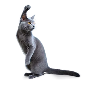 Grey Cat Doing Tricks PNG 06252024 PNG