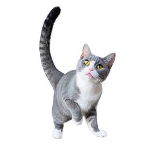 Grey Cat Doing Tricks Png Nct15 PNG image