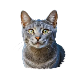 Grey Cat Face Png 91 PNG image