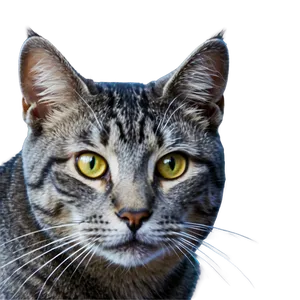 Grey Cat Head Photo PNG Emm PNG