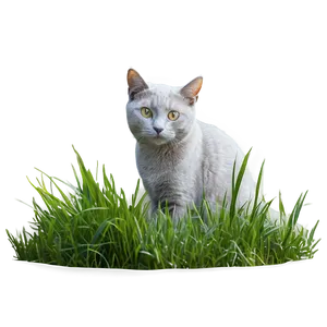 Grey Cat In Grass PNG 13