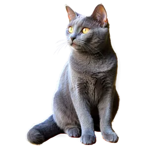 Grey Cat In Sunlight Png 06252024 PNG image