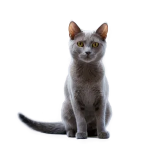 Grey Cat In Sunlight PNG 28