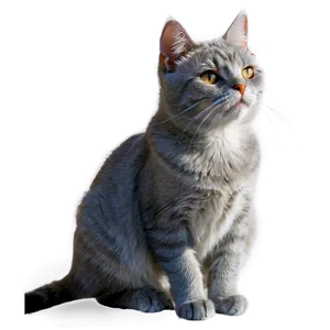 Grey Cat In Sunlight Png Pqq3 PNG image