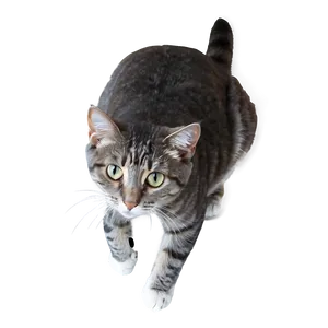 Grey Cat Lying Down PNG 27 PNG