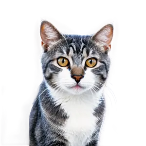 Grey Cat On White Background PNG Gjs PNG