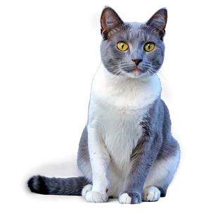 Grey Cat On White Background PNG Uaw17 PNG