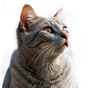 Grey Cat Profile PNG 06252024
