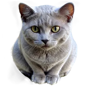 Grey Cat Sitting Png Lkk PNG image