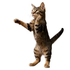 Grey Cat Stretching PNG Ghf13 PNG