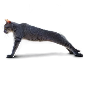 Grey Cat Stretching Png Ihc8 PNG image