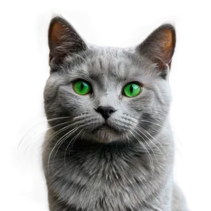Grey Cat With Green Eyes PNG Tva PNG