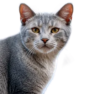 Grey Cat With Pink Nose PNG Odu PNG