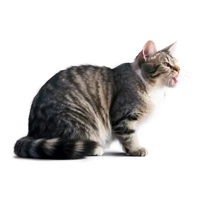 Grey Cat Yawning PNG 70 PNG