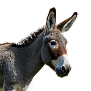 Grey Donkey PNG 05232024