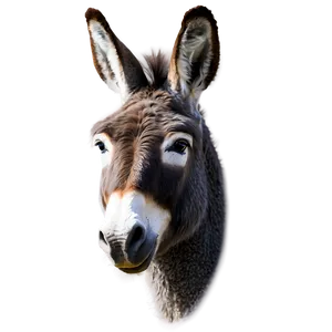 Grey Donkey PNG Oei